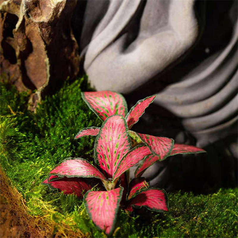 Micro Landscape Moss Glass Bot - Terrarium Glass Bottle ulasan dan harga